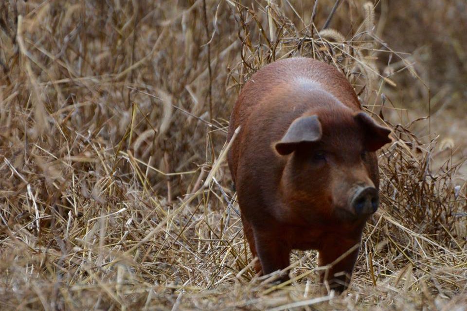 http://www.onehealthag.com/wp-content/uploads/2018/02/Brown-Boar-farms1-e1519398653417.jpg